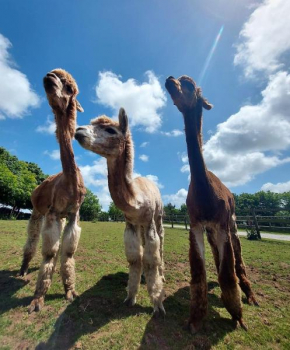 Cosy barn on rural smallholding with alpacas, goats & pigs